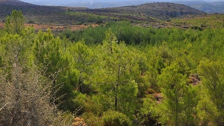 Δασικοί χάρτες: Παρατείνεται η προθεσμία υποβολής αιτήσεων