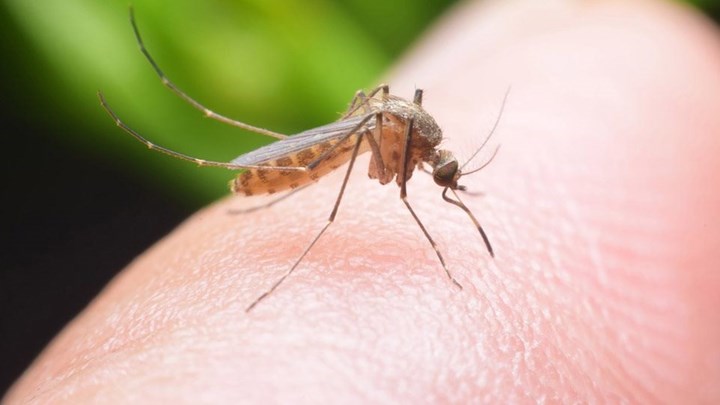 Ανησυχία στις Σέρρες: Αυξάνονται τα κρούσματα του ιού του Δυτικού Νείλου