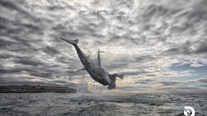 “Άλμα” ρεκόρ 4,5 μέτρων από λευκό καρχαρία – Το εντυπωσιακό βίντεο από drone