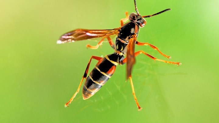 Κρήτη: Περιπέτεια για 35χρονο – Κατέληξε στο νοσοκομείο από τσίμπημα σφήκας