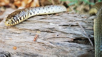 Κύπρος: Στην εντατική δίχρονο παιδί έπειτα από δάγκωμα φιδιού