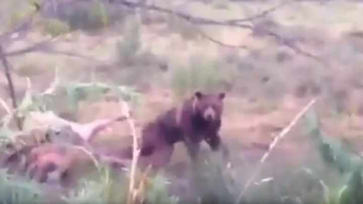 Τρίκαλα: Ήρθαν… τετ-α-τετ με αρκούδα στην Ανθούσα Ασπροποτάμου – Η επική αντίδραση – ΒΙΝΤΕΟ