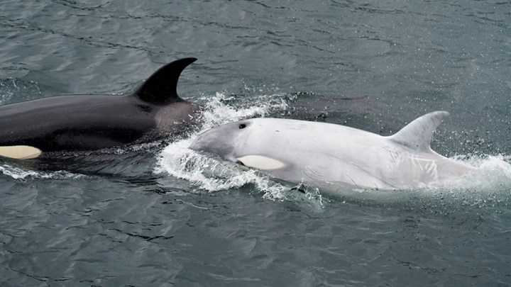 Σπάνιο θέαμα: Λευκή φάλαινα – δολοφόνος εντοπίστηκε στην Αλάσκα – ΒΙΝΤΕΟ