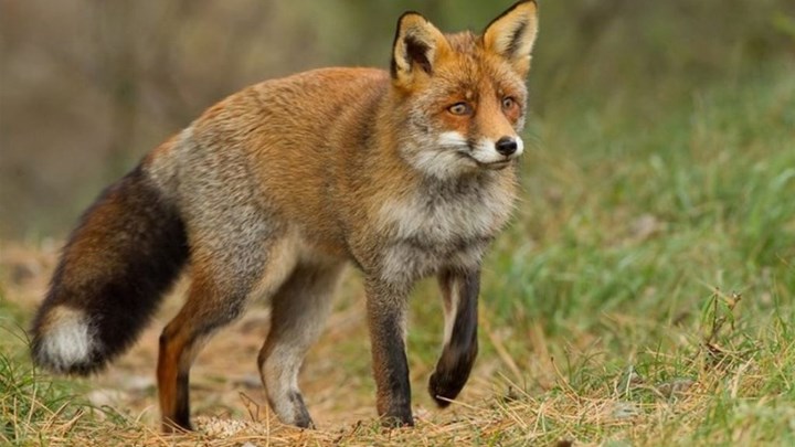 Τρίκαλα: Αλεπού μπήκε στην αυλή και δάγκωσε 4χρονο κοριτσάκι