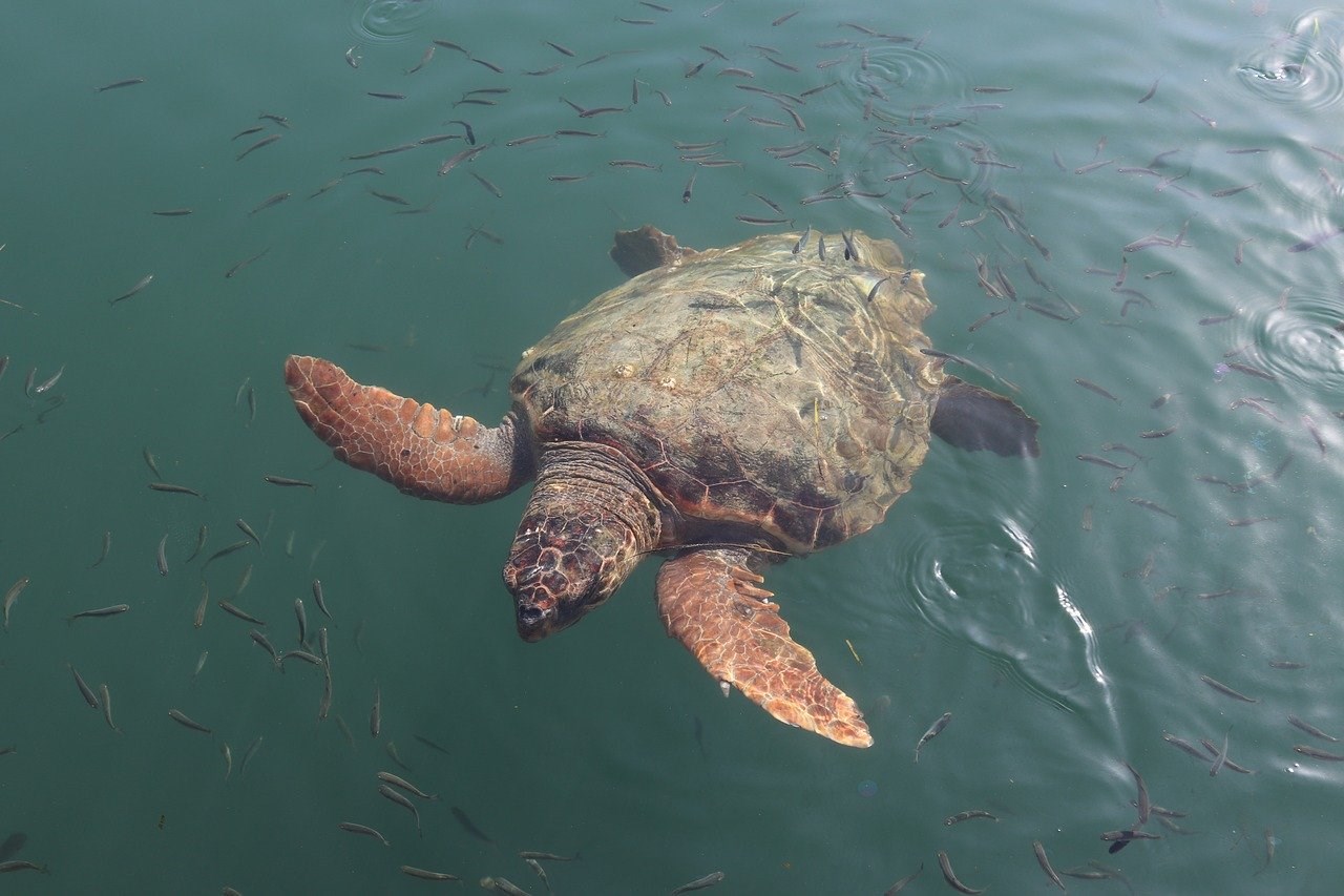 Μοναδικό θέαμα στην Πρέβεζα: Χελώνα καρέτα-καρέτα κολυμπά στο λιμάνι – ΒΙΝΤΕΟ