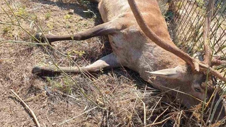 Κτηνωδία στους πρόποδες της Πάρνηθας – Πυροβόλησαν και σκότωσαν ελαφάκι – ΦΩΤΟ