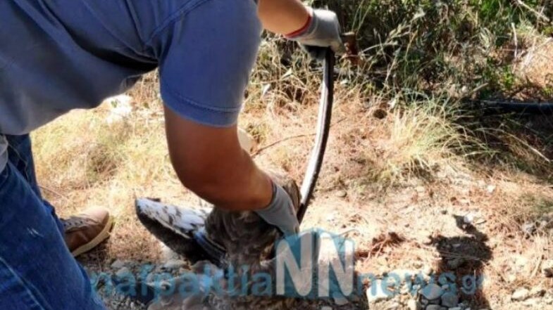 Ναύπακτος: Φίδι τυλίχθηκε γύρω από αετό – Αγρότες έσωσαν το πτηνό – ΒΙΝΤΕΟ