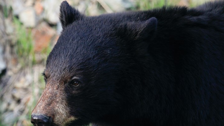 Τραγωδία στον Καναδά: 44χρονη σκοτώθηκε από μαύρη αρκούδα – Μιλούσε με τον πατέρα της στο τηλέφωνο