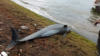 Μαυρίκιος: Βρέθηκαν νεκρά 25 δελφίνια κοντά στο ναυάγιο του ιαπωνικού τάνκερ – ΒΙΝΤΕΟ