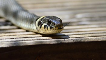 Τρίκαλα: Φίδι ανέβηκε στο κρεβάτι παιδιού – Η ψύχραιμη αντίδραση της μητέρας
