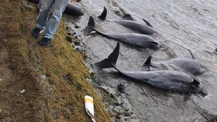 Μαυρίκιος: Τα 38 έχουν φτάσει τα δελφίνια που έχουν ξεβραστεί κοντά στο ναυάγιο του ιαπωνικού τάνκερ