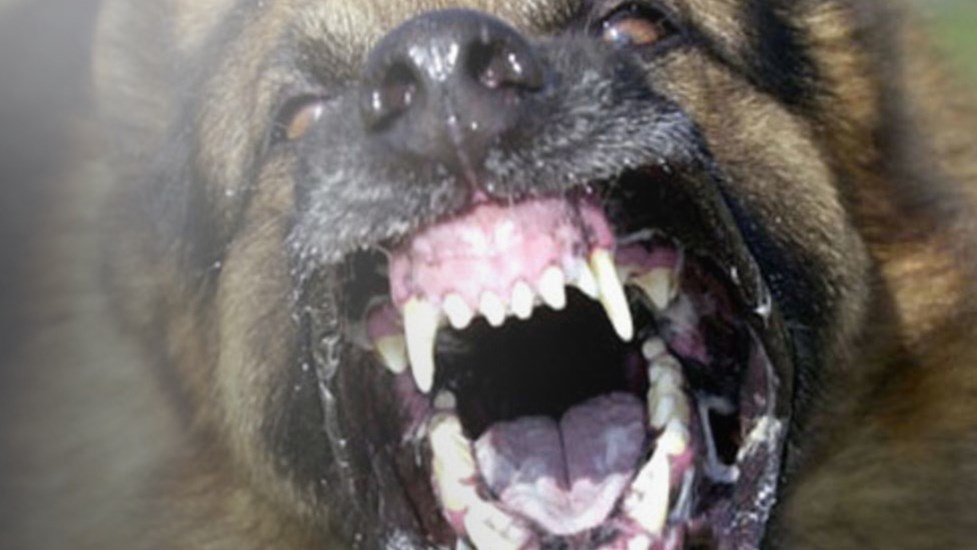 Θεσσαλονίκη: 58 δαγκωματιές από αγέλη σκύλων δέχτηκε 17χρονη – Η περιγραφή της μητέρας της