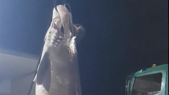 Σκόπελος: Πιάστηκε γαλέος 6 μέτρα – ΒΙΝΤΕΟ