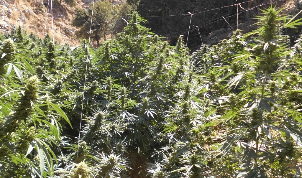 Κρήτη: Εφτά φυτείες δενδρυλλίων κάνναβης εντοπίστηκαν σε Μυλοπόταμο και Ανώγεια – ΦΩΤΟ