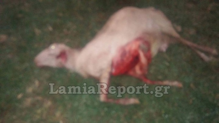 Επιδρομή λύκων σε χωριό της Φθιώτιδας – Προσοχή σκληρές εικόνες
