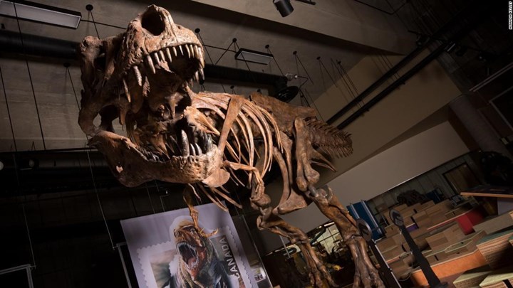 ΗΠΑ: Σε δημοπρασία σκελετός τυραννόσαυρου ρεξ ηλικίας 67 εκατ. ετών – ΒΙΝΤΕΟ