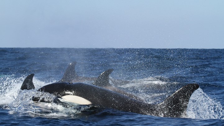 Όταν ο κυνηγός γίνεται θήραμα: Φάλαινες κατασπαράζουν λευκούς καρχαρίες
