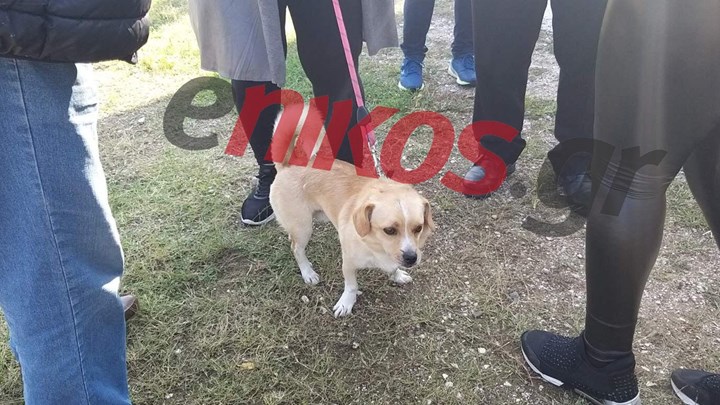 Οξυά Καρδίτσας: Το σκυλάκι που διασώθηκε με το ελικόπτερο – ΦΩΤΟ