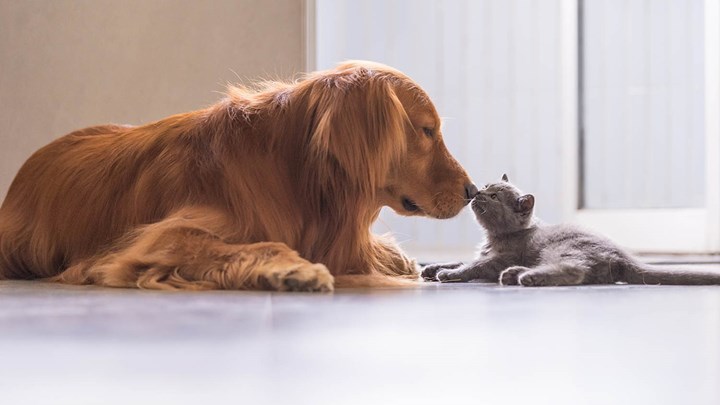 Κορονοϊός: Οι γάτες μεταδίδουν μεταξύ τους τον ιό, ενώ οι σκύλοι όχι