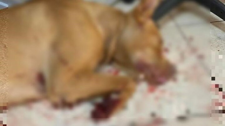 Κτηνωδία στα Χανιά: Φρικτή κακοποίηση σκύλου – Προσοχή σκληρές εικόνες