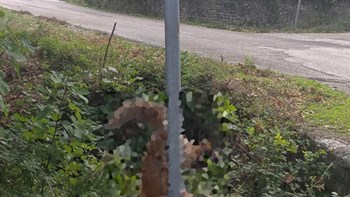 Φρίκη στα Γιάννενα – Κρέμασε αλεπού σε πινακίδα – ΦΩΤΟ