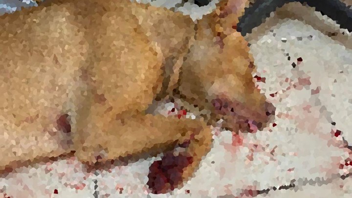 Κτηνωδία στα Χανιά: Σε διαθεσιμότητα ο υπάλληλος της ΔΕΗ που κακοποίησε σκύλο