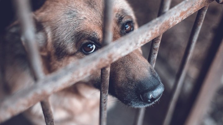 Έρχονται πιο αυστηρές ποινές για τους βασανιστές ζώων