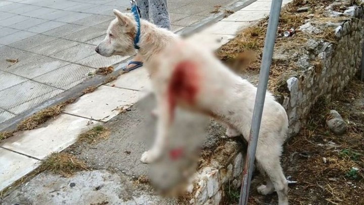 Κτηνωδία στη Νίκαια: Καθηγητής μαχαίρωσε σκύλο στη μέση του δρόμου – ΒΙΝΤΕΟ