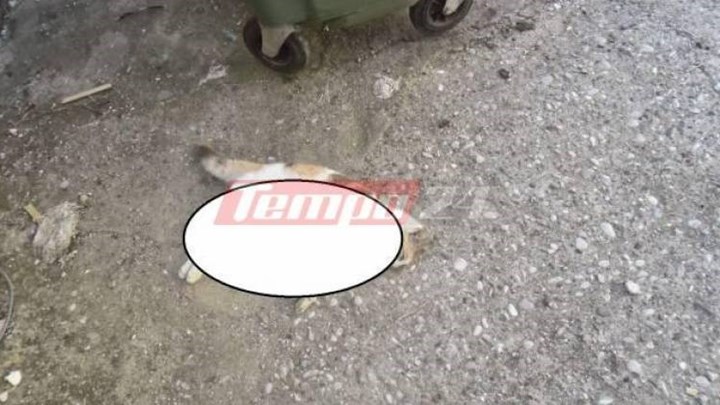 Φρίκη στην Πάτρα: Έσφαξαν οκτώ γάτες στην περιοχή της Πλαζ