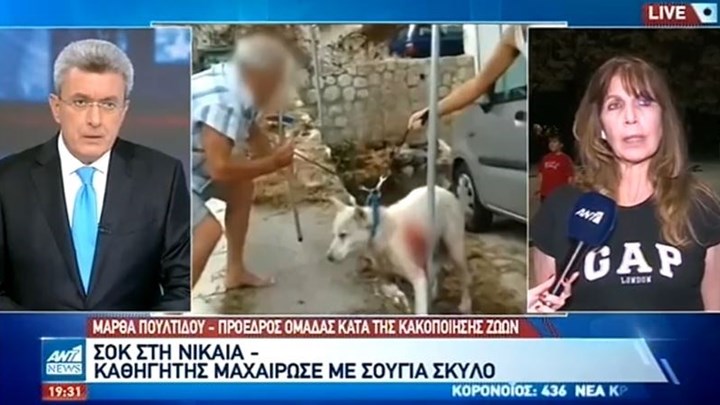 Σοκ από την κακοποίηση σκύλου στη Νίκαια – Τι λέει η πρόεδρος ομάδας κατά της κακοποίησης ζώων – ΒΙΝΤΕΟ