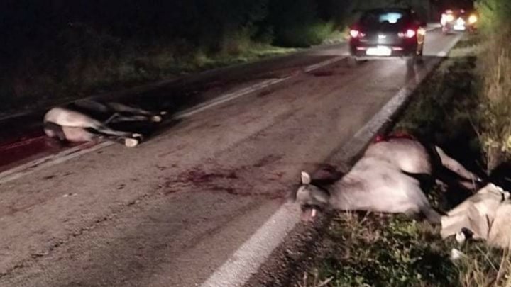 Ξάνθη: Νεκρά δύο άλογα από τροχαίο