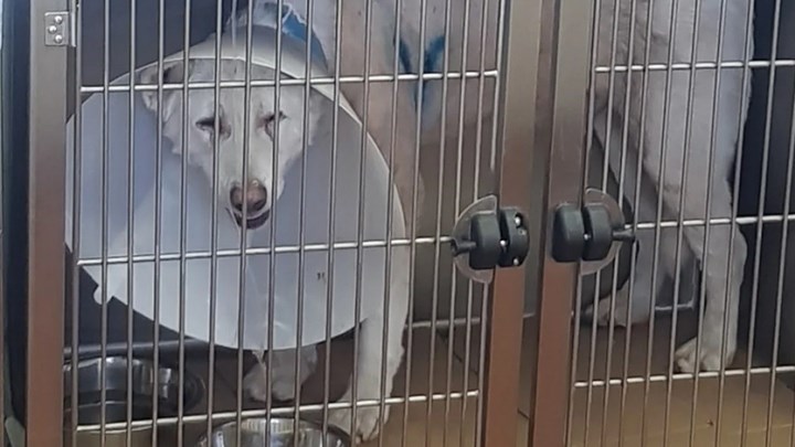 Κτηνωδία στη Νίκαια: “Έπρεπε να προστατεύσω τη ζωή μου” ισχυρίζεται ο 54χρονος καθηγητής – ΒΙΝΤΕΟ