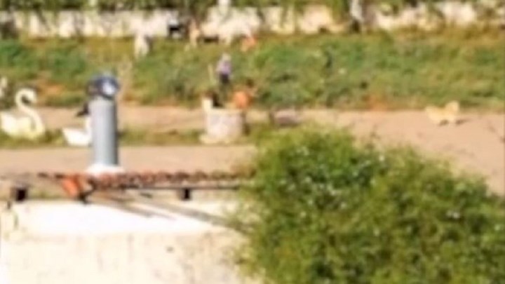 Αγρίνιο: Κακοποιεί τα σκυλιά της και τα αφήνει να αλληλοτρώγονται – Εικόνες που σοκάρουν