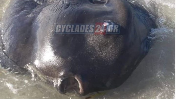 Μήλος: Μυστηριώδες τεράστιο ψάρι ξεβράστηκε σε παραλία του νησιού – ΦΩΤΟ