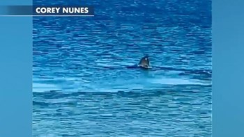 Viral: Η θάλασσα βάφτηκε κόκκινη – Η επίθεση λευκού καρχαρία σε φώκια κοντά στην ακτή – ΒΙΝΤΕΟ