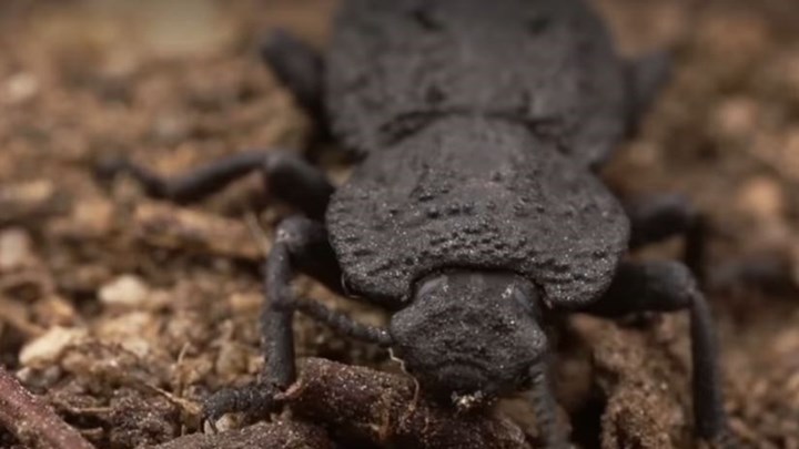 Ποιο είναι το “διαβολικό τεθωρακισμένο σκαθάρι” – ΒΙΝΤΕΟ