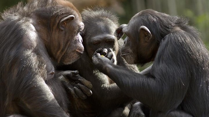 Πώς οι χιμπατζήδες μιμούνται τους ανθρώπους σε θέματα φιλίας