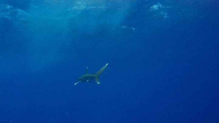 Αίγυπτος: Καρχαρίας σκόρπισε τον τρόμο στο καταδυτικό σημείο «Ρας Μοχάμεντ»