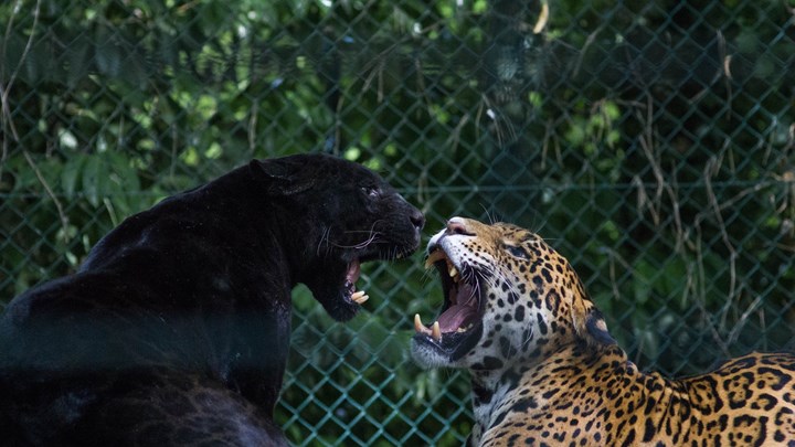 Φλόριντα: Άγρια επίθεση λεοπάρδαλης σε 50χρονο – Πλήρωσε για να την χαϊδέψει και να βγάλει φωτογραφίες
