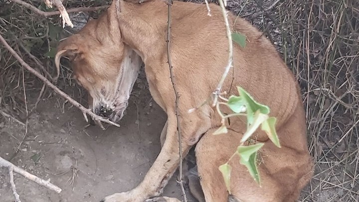 Νέα κτηνωδία στην Κερατέα – Κρέμασαν σκύλο – ΒΙΝΤΕΟ