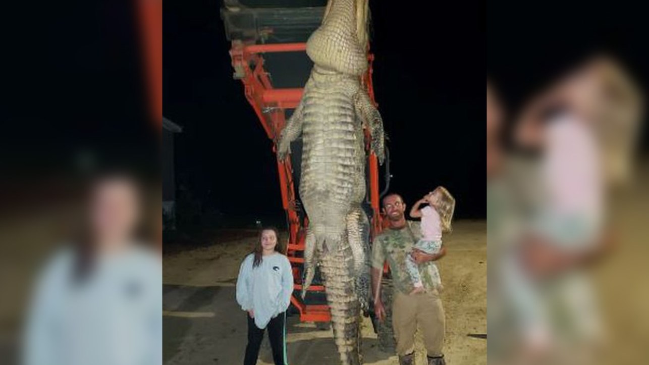Αλιγάτορας – τέρας: Ζύγιζε πάνω από έναν τόνο – Πώς ένας ψαράς κατάφερε να πιάσει το τεράστιο ερπετό
