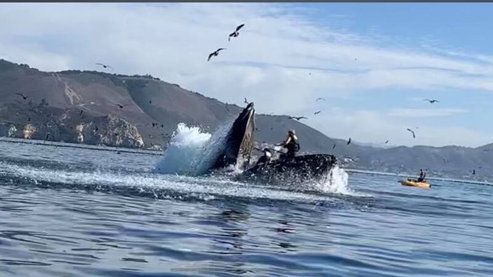 Καλιφόρνια: Φάλαινα κόντεψε να καταπιεί καγιάκ  – ΦΩΤΟ – ΒΙΝΤΕΟ