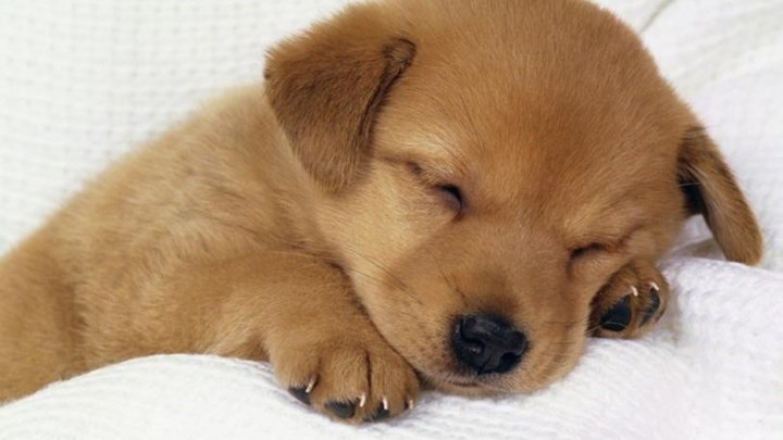 Κακούργημα ο βασανισμός και η θανάτωση ζώων – Στη Βουλή η τροπολογία