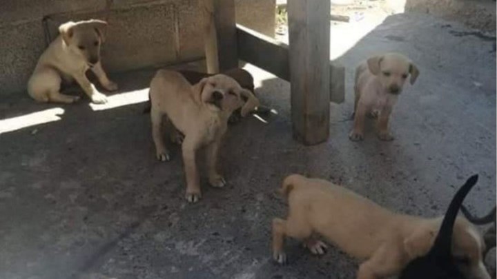 Ηράκλειο: Δηλητηρίασαν επτά αδέσποτα κουτάβια