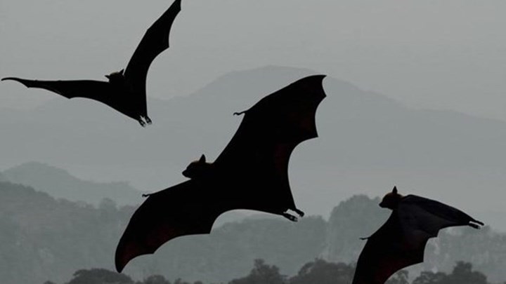 Κορονοϊός: Άρρωστες νυχτερίδες κρατούν αποστάσεις για να μην κολλήσουν τις άλλες