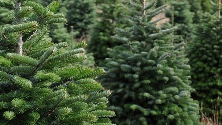 Ταξιάρχης Χαλκιδικής: Ο κορονοϊός βάζει σε “καραντίνα” τα χριστουγεννιάτικα έλατα – BINTΕO