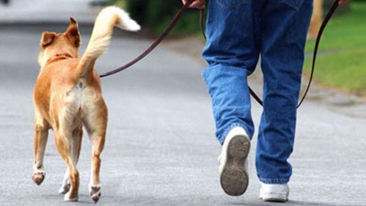 Lockdown: Τι να προσέχετε στη βόλτα του σκύλου – Οι κτηνίατροι συμβουλεύουν