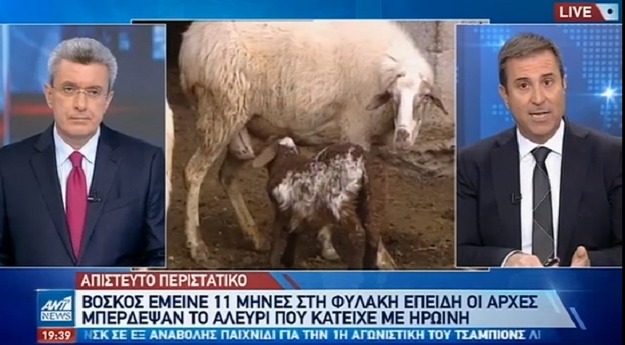 Αποζημίωση σε βοσκό: Μπήκε στη φυλακή για “ηρωίνη” που ήταν, τελικά, αλεύρι – ΒΙΝΤΕΟ