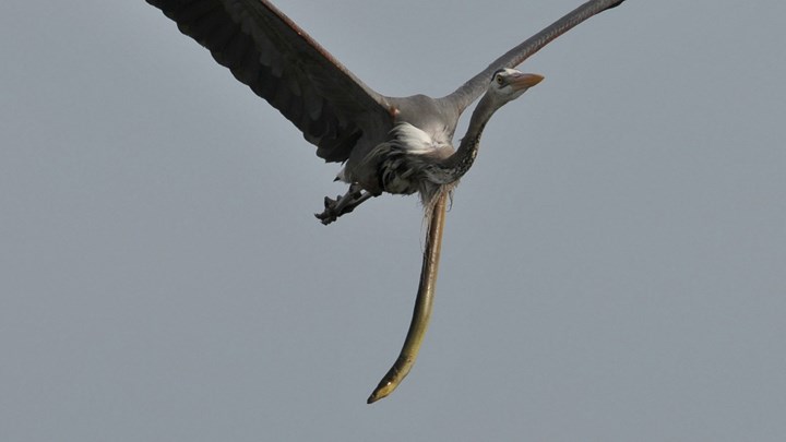 VIRAL: Χέλι βγήκε από το στομάχι ερωδιού ενώ αυτός πετούσε – Συγκλονιστικές ΦΩΤΟ