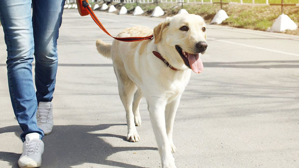 Κακοποίηση ζώων: Πώς η αστυνομία θα μπορεί να ταυτοποιεί τους ιδιοκτήτες